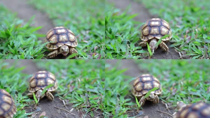 可爱的小乌龟在地上吃绿草。