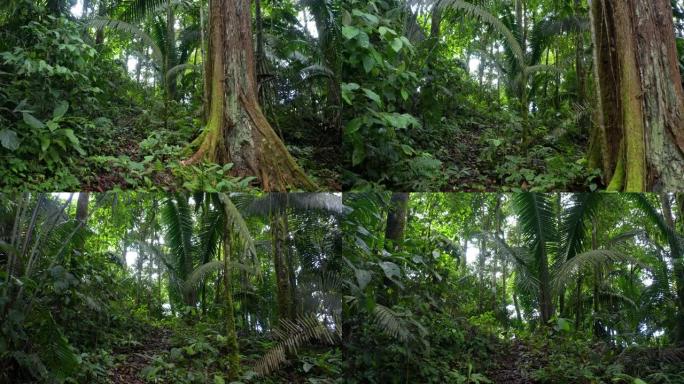 在拥有大树的热带森林中的一条小道上移动