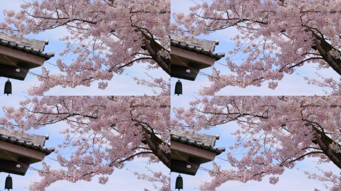 盛开的樱花樱花树仰拍樱花粉色樱花林