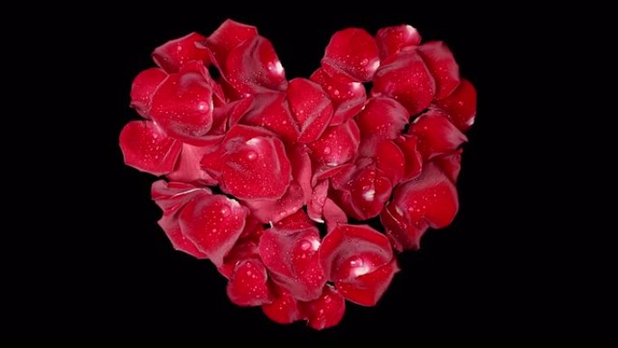 慢动作中的玫瑰花瓣塑造成跳动的心脏 -- 俯视图