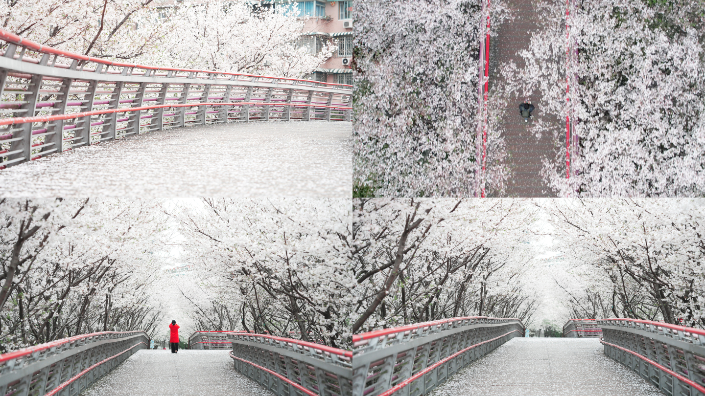 清晨的公园，樱花飘落人群散步拍照