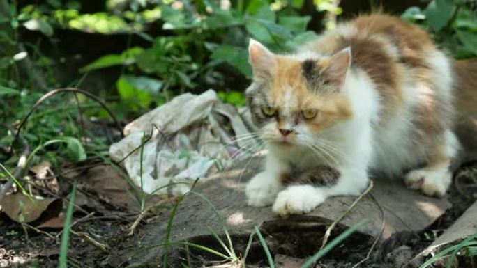 院子里可爱的印花布猫。大自然中的黑橙色猫
