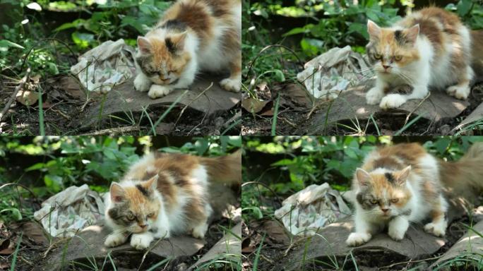 院子里可爱的印花布猫。大自然中的黑橙色猫