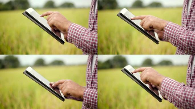 Hand smart farmer使用生产控制片来监测阳光照射下稻田农产品的土壤质量。快乐农业关心控