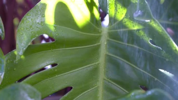 热带花园雨水造成的绿叶上的水滴。