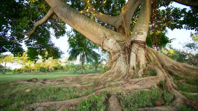 表面的大根通向一棵热带高树的树干。
