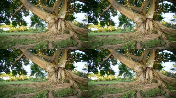 表面的大根通向一棵热带高树的树干。