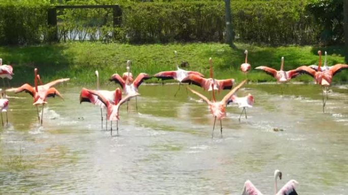 一个红色火烈鸟家族在池塘里玩得开心