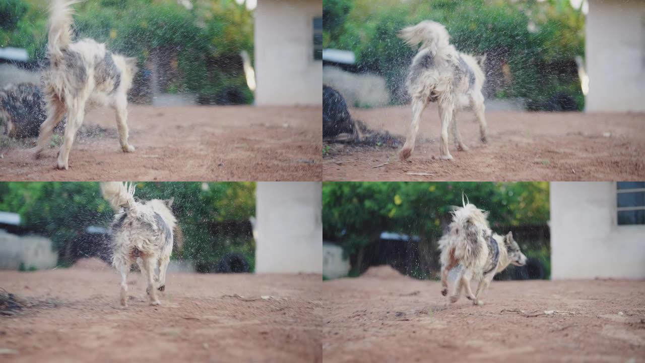 泰国bangkaew狗在后院甩掉水的慢动作。