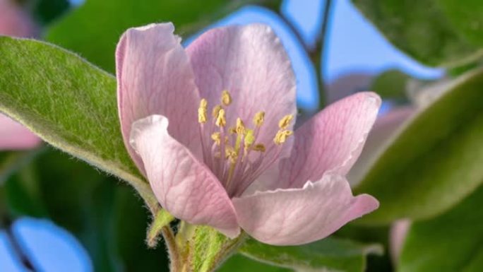 Quince flower盛开旋转并缩小在蓝色背景下的延时视频。