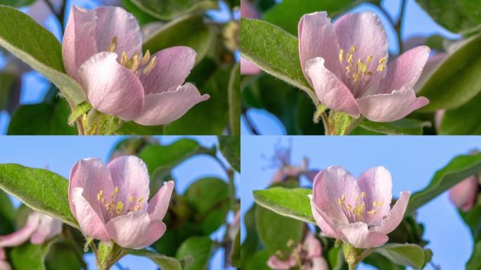 Quince flower盛开旋转并缩小在蓝色背景下的延时视频。