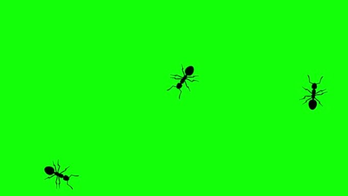 绿屏三只蚂蚁，CG动画剪影，无缝循环