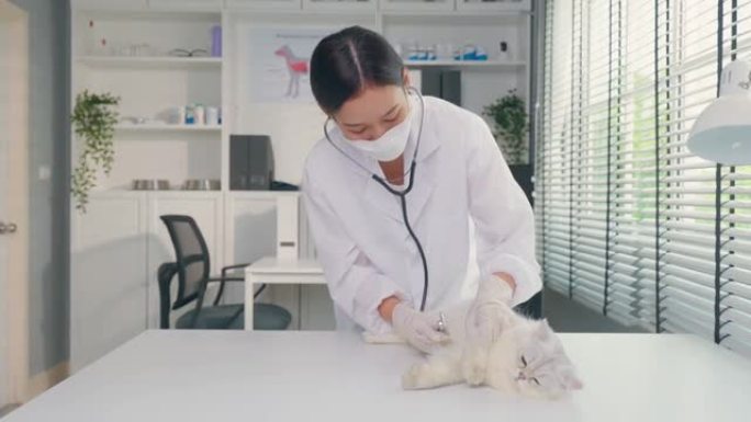 亚洲兽医在预约的兽医诊所检查猫。在宠物医院，专业的女兽医用听诊器站在检查台上工作，对小动物小猫进行检