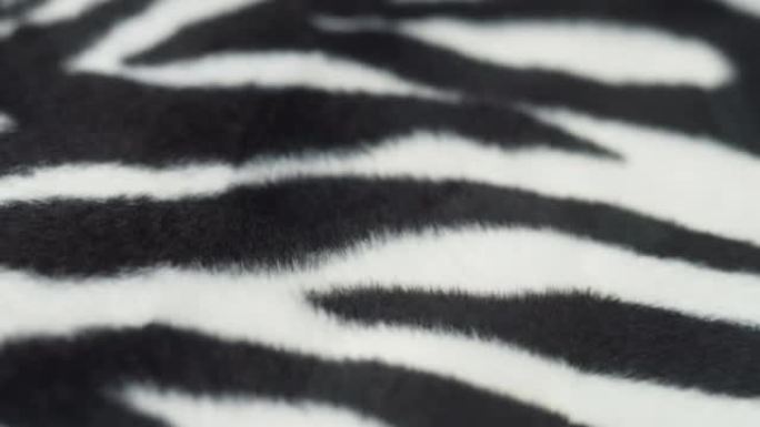 斑马布纹理特写。黑白条纹面料，动物印花概念。棉绒或毛皮纺织品。
