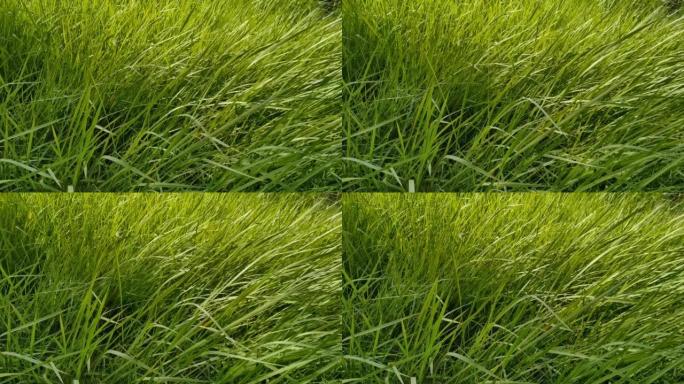 芦苇绿草运动和风背景自然纹理