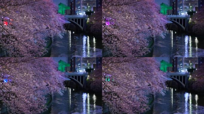 目黑河上的夜樱花和盛开的建筑物