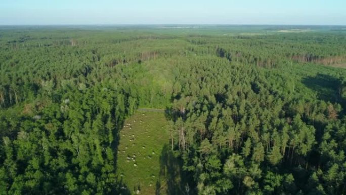 鸟瞰森林和夏季的森林砍伐，无人机飞越绿树