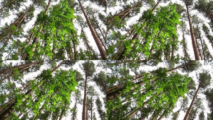 西伯利亚针叶林夏季的松林树冠