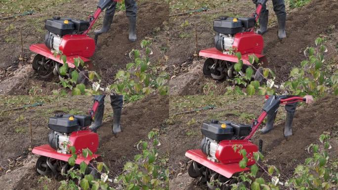 人在菜园里工作，有一个花园耕种机。花园耕作机工作，特写。一个男人用拖拉机在农场里耕种