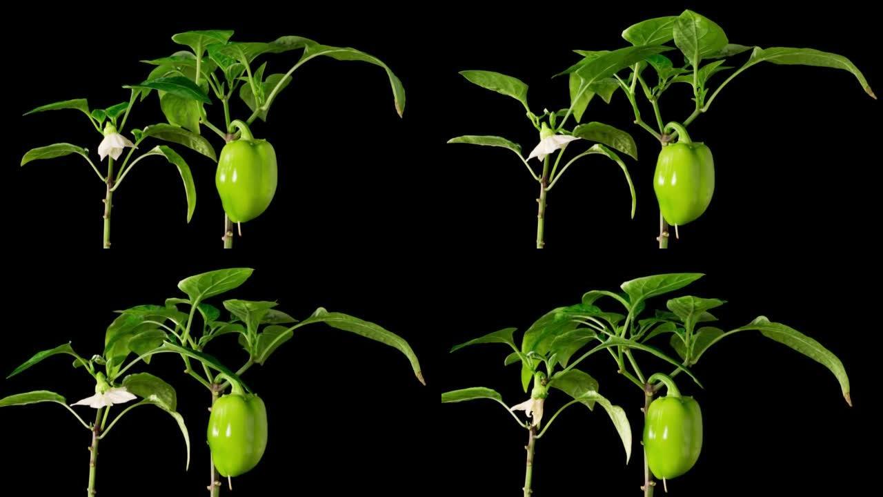 甜椒植物生长的时间流逝