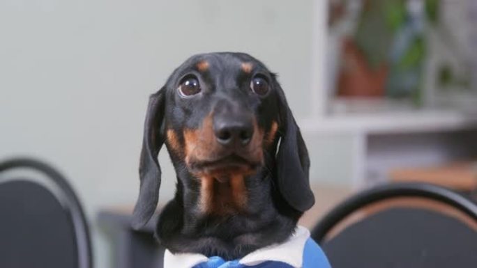 可爱的腊肠犬小狗的肖像，穿着蓝色马球衫，看起来很傻，很不开心。宠物坐着，可怜地向主人乞求，试图吠叫