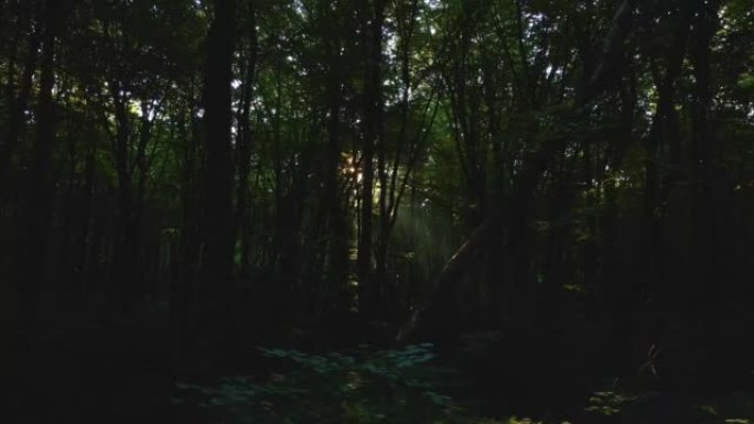 黑暗阴暗的树林，阳光照耀着浓密的树叶在早晨