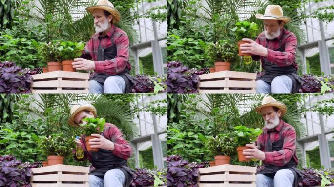 穿着草帽和工作服的英俊集中的高级大胡子男人的特写镜头，坐在美丽的橘园里有花盆的盒子附近