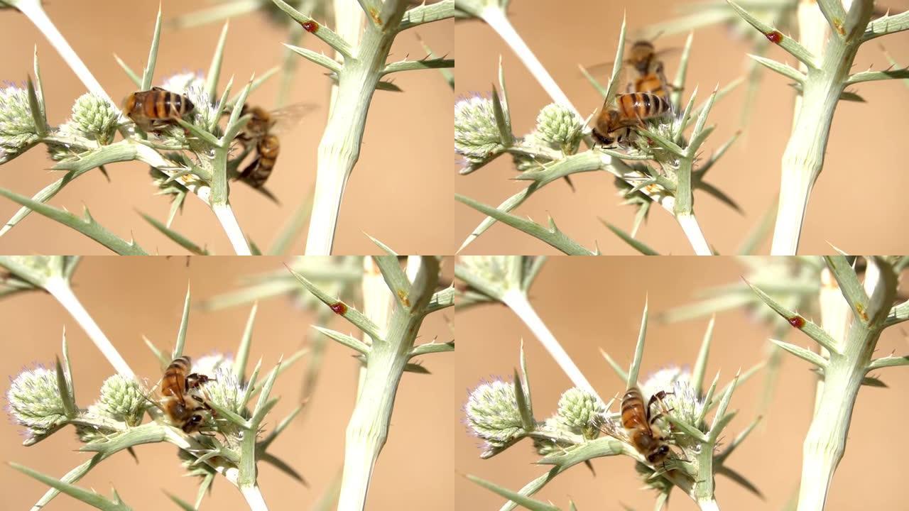 刺花上的蜜蜂