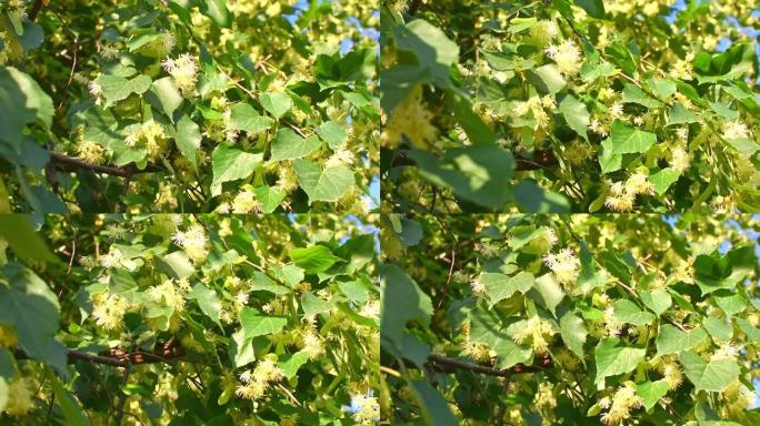 绿色树枝上的黄色椴树花在风中摇曳。绿叶和黄花。药用菩提树