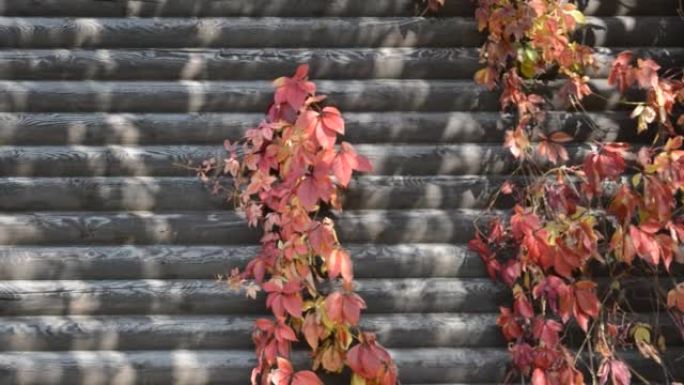 木制背景上的秋叶与复制空间