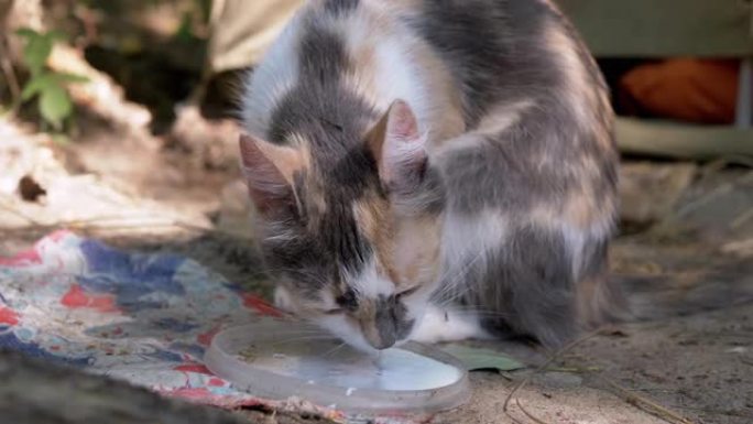 无家可归的三色饥饿猫从森林的盖子上喝牛奶。4K