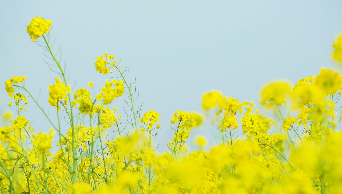 航拍油菜花海蜜蜂菜花