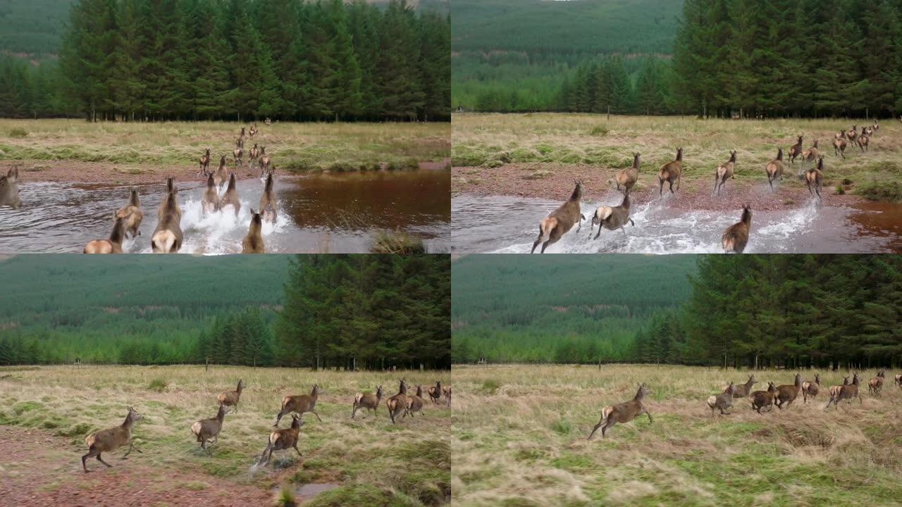 一群马鹿在苏格兰高地慢动作中奔跑