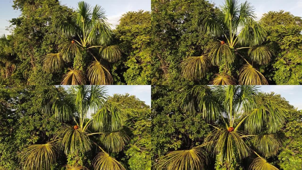 热带雨林丛林中棕榈树上的红吼猴的鸟瞰图
