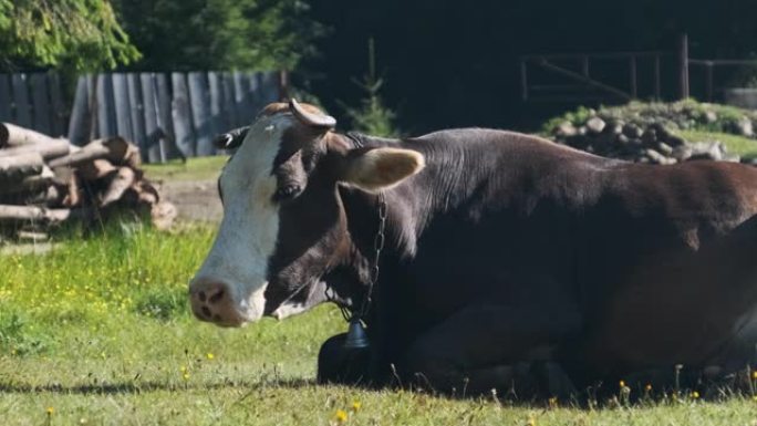 牛躺在草坪上，看着相机，从鼻孔呼出蒸汽