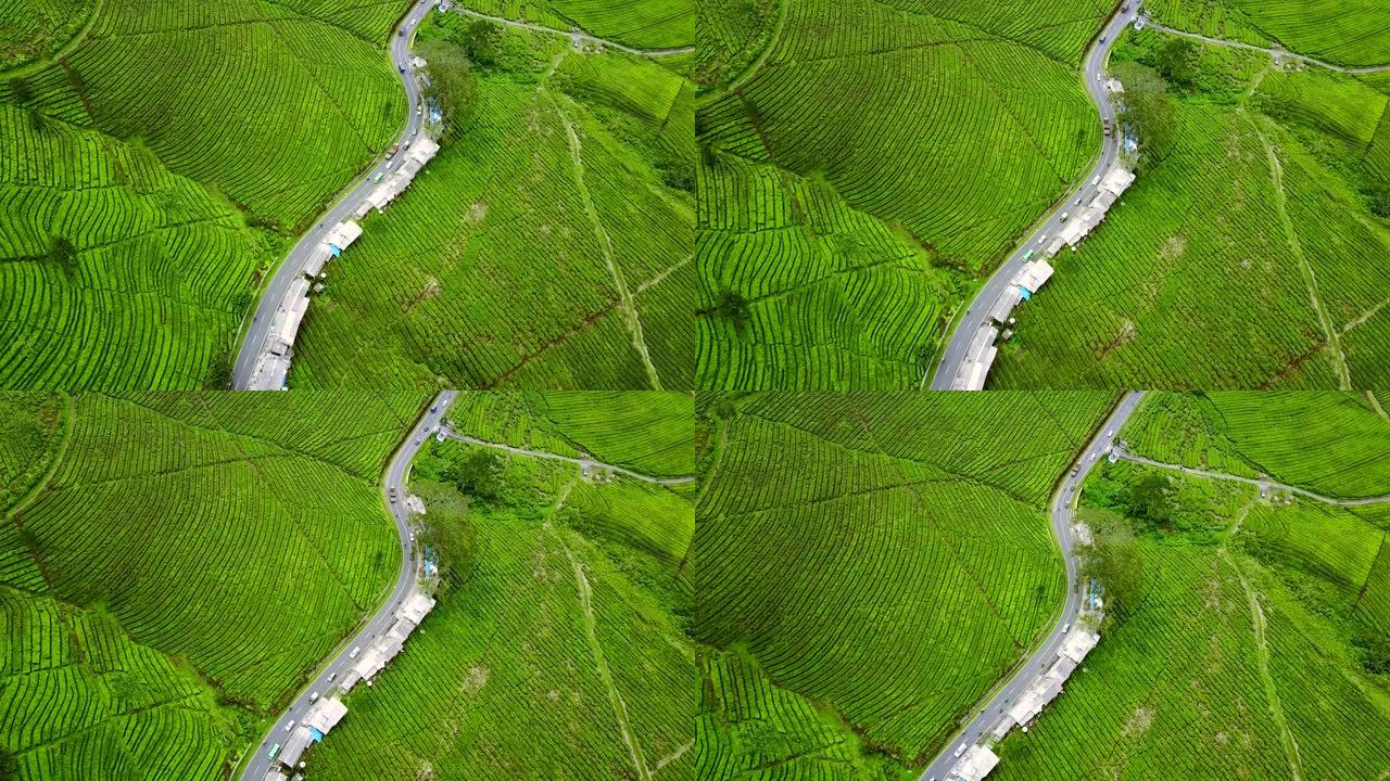 印度尼西亚西爪哇省苏邦高地鲜茶种植园弯曲公路鸟瞰图的视频片段
