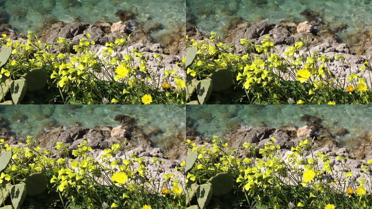 青花黄花在蓝色的海底上，开花植物靠近水。