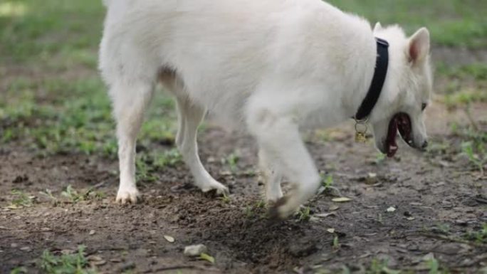 一只混种狗在绿色的后院挖泥土蹲伏。