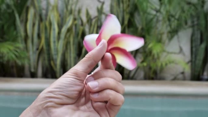在热带背景下手握粉色热带花