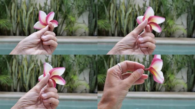 在热带背景下手握粉色热带花