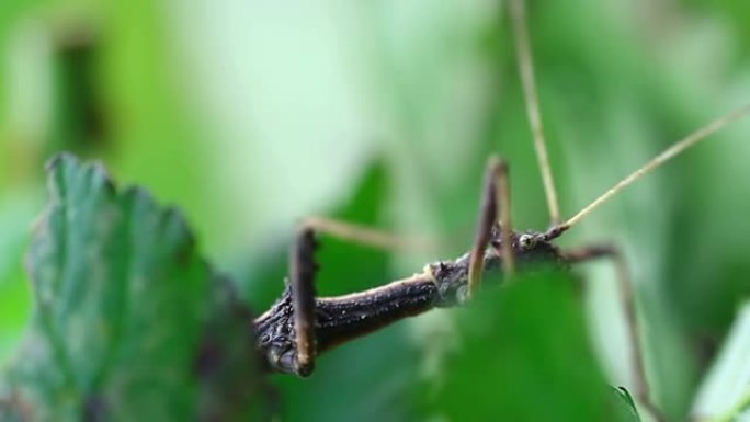 棕色竹节虫，行虫，带模糊背景的边相宏观