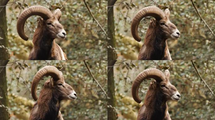 有大角的野生公羊，大自然中的动物，森林中的mouflon，野生绵羊野生动物
