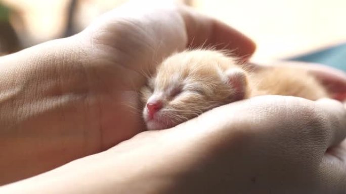 小猫睡在手上。小猫睡
