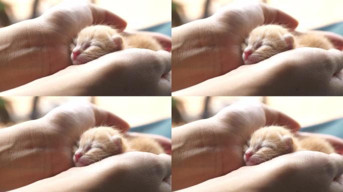 小猫睡在手上。小猫睡