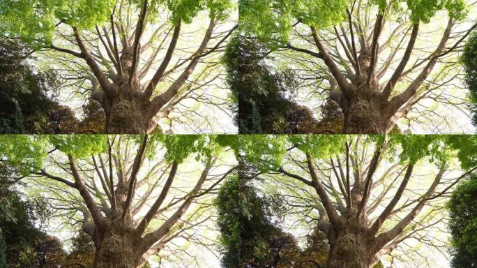 非常古老的树，沿着大树干低角度拍摄，有许多树枝，绿叶