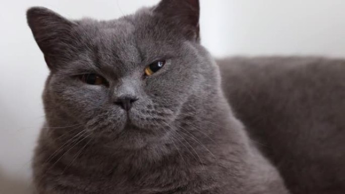 橙色眼睛躺着的灰猫肖像特写。英国蓝色短毛猫。选择性聚焦