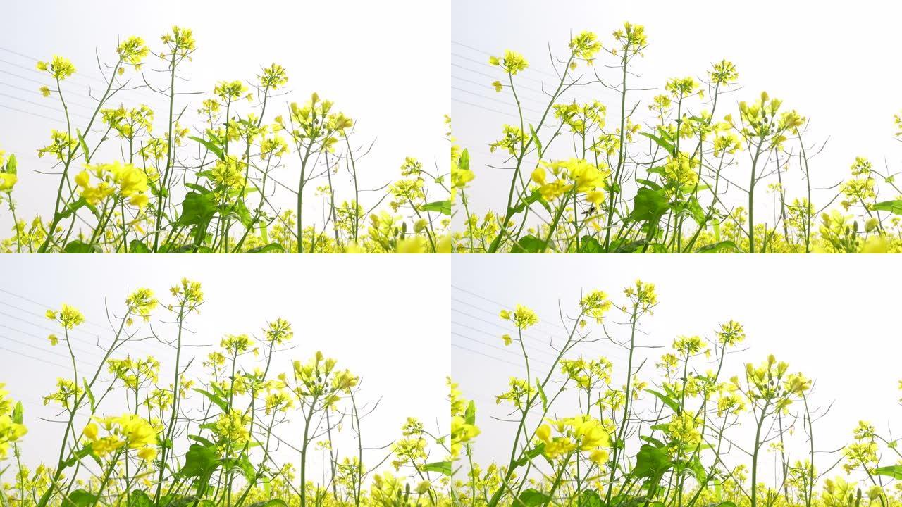 黄色的芥末花在春天的空气中摇曳。黄色花朵背景。4k视频。