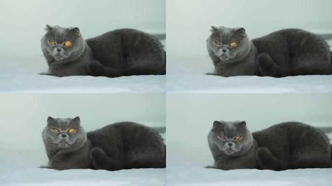 苏格兰折叠猫坐着看着相机，向前看。英国短毛猫灰蓝猫，大黄眼睛。家猫，动物，宠物