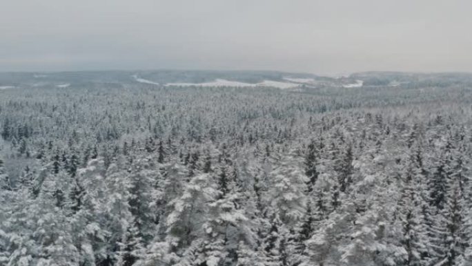 鸟瞰图冬季森林，积雪覆盖云杉和松树。俯视图天桥美丽的冬季林地。冰冻的树梢，相机飞过丘陵地带。飞越白树