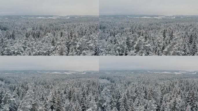 鸟瞰图冬季森林，积雪覆盖云杉和松树。俯视图天桥美丽的冬季林地。冰冻的树梢，相机飞过丘陵地带。飞越白树